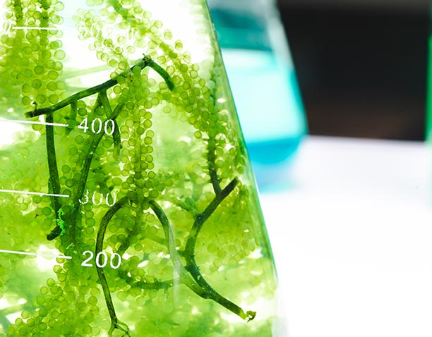 Bio-based Polymer Synthesis